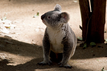 the koala is walking to a different gum tree