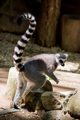 the ring tail lemur is walking up a rock