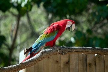 this is a side view of a  red and green macaw