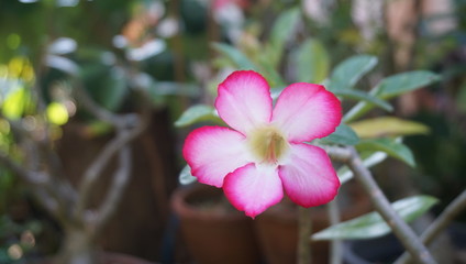 pink plumeria flower