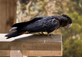 this is a side view of a  red tailed black cockatoo