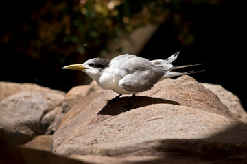 this is a side view of a tern