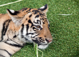 this is a close up of a young tiger cub
