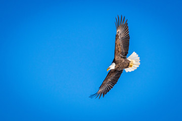 Soaring Eagle in Nova Scotia, Canada