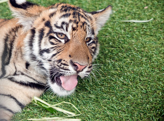 this is a close up of a young tiger cub