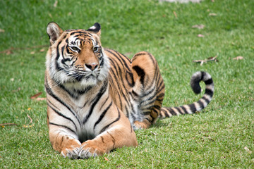 the tiger is laying on the grass