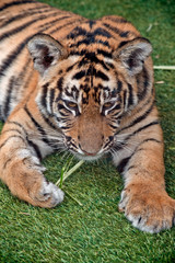 the tiger cub is playing with straw