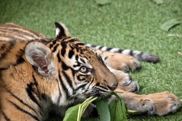 the tiger cub is playing witha leaf