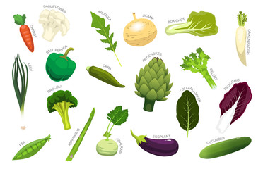 Vegetables Various Kind Identify Cartoon Vector