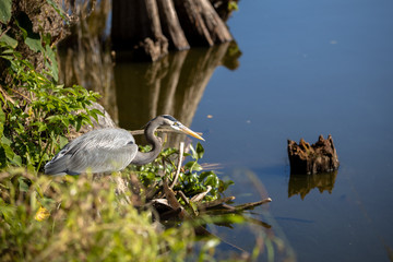 great blue heron