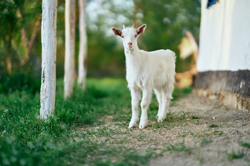 Obraz premium goat on pasture