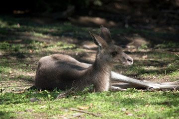 Naklejka na ściany i meble the western grey kangaroo is in the shade