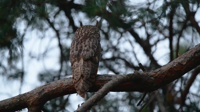 Waldohreule auf dem Ast einer Kiefer