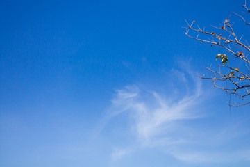 Clear blue sky with white cloud daylight in summer time with dried tree. Use for nature background.