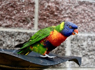 Rainbow Australian Parrot