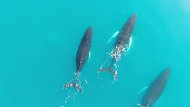 Aerial drone top view of a pack of three Humpback Whales swimming in the calm and turquoise arctic Baffin Sea, Greenland, blowing jets of water from their blowholes with white seagulls