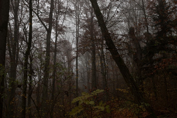 dark autumn forest background