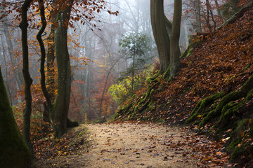 autumn forest forest path