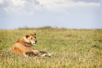 Fototapeta na wymiar Beautiful Lioness Relaxing in Kenya