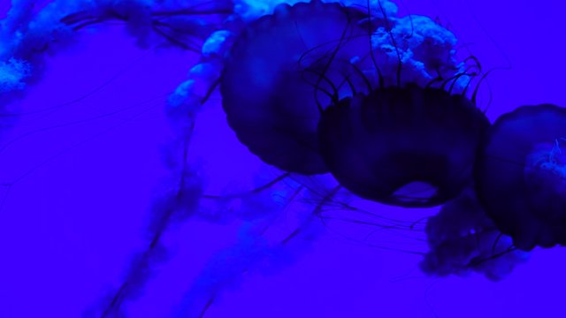 Pacific Sea Nettles are one of the most photographed animals in aquariums. These brainless, eyeless creatures are almost 95% water! To help detect their food they rely on light sensing organs