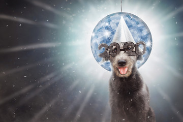 Fototapeta na wymiar Funny New Year 2020 Dog