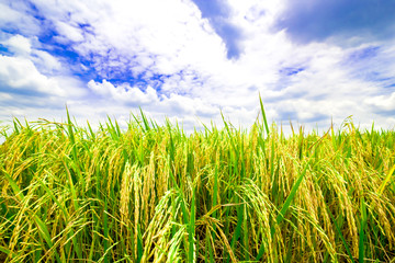 rice field gold or yellow colors paddy and dark green leaf