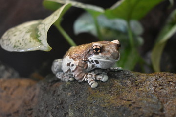 Amazon Milk frog