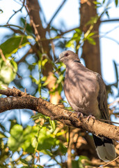 A red-eyed dove skulking quietly in a tree on the gauteng Highveld in South Africa image in vertical format