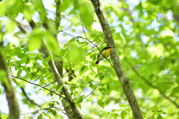 新緑の枝に止まるキビタキ