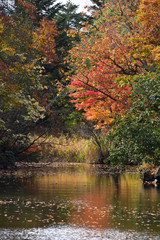 晩秋の沼の風景