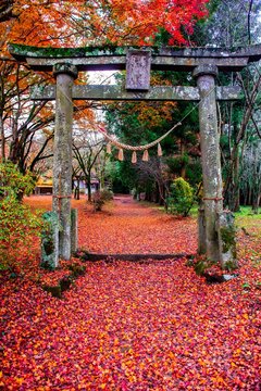 佐田神社の紅葉 Stock Photo Adobe Stock