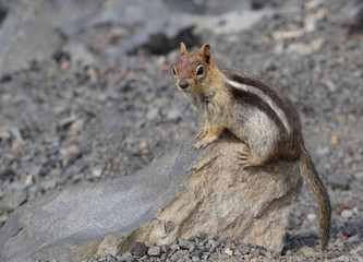 A small chipmunk sits on a rock in the middle of a Central Oregon lava field.