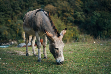 donkey in a field