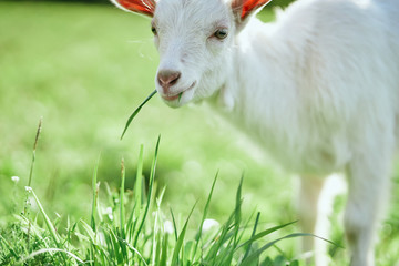 Fototapeta premium white goat on a meadow