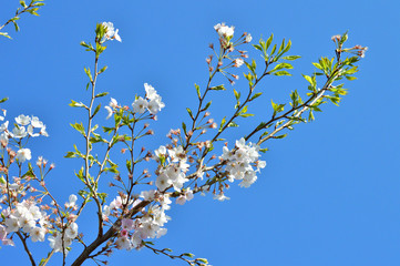 青空を背景として、神代曙と推定されるサクラの樹の枝の花をローアングルで撮影した写真