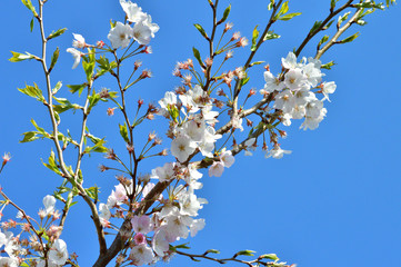 青空を背景として、神代曙と推定されるサクラの樹の枝の花をローアングルで撮影した写真
