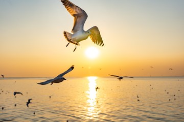Group of seagulls in flight over the beach.Gull bird flying hover come around to eat on beautiful twilight sunset sky over the sea at Bang Pu, Thailand.