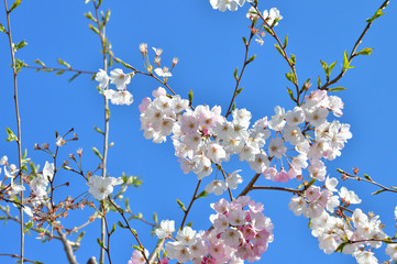 青空を背景として、神代曙と推定されるサクラの樹の枝の花をローアングルで撮影した写真