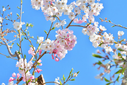 青空を背景として、神代曙と推定されるサクラの樹の枝の花をローアングルで撮影した写真