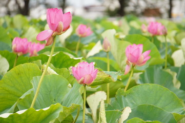 flower in the garden