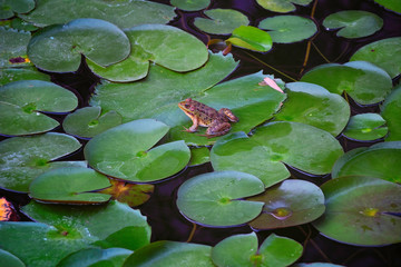 Frog resting on a lotus leaf .