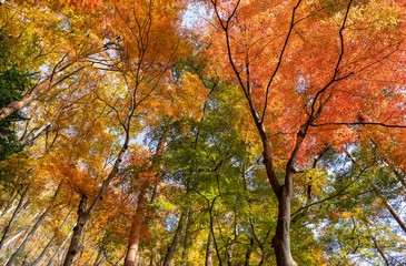 Colorful maple leaf in autumn season
