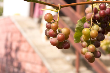 Bunches of ripe grapes on a branch among the green foliage.