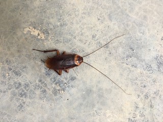 cockroach on the floor, Cockroaches on the floor concrete in office.