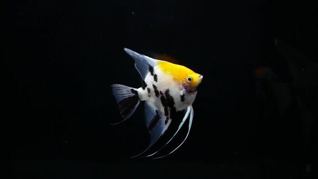 Angelfish swimming in tank with black background. The shape is rectangular. Flat body Have a small mouth The dorsal fin is high on the tail side. Dorsal fins long from the body.