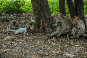 Long-tailed macaques (Macaca fascicularis) in Urban Forest, Ratchaburi, Thailand