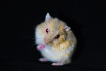 Hamster Cute Exotic Red-eyed Isolated on Black Background , Cute funny Syrian hamster , Pet health...