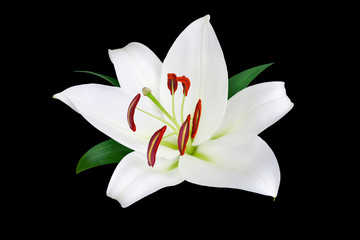 One white lily flower with red stamens, pollen and green leaves on black background isolated close up, single lilly macro, beautiful floral pattern, decorative design element, elegant artistic decor