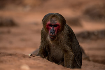 Stump-tailed macaque, Bear macaque (Macaca arctoides)