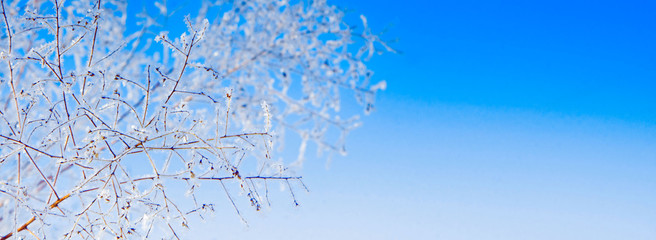 Winter snowy pine tree christmas scene. Tree branches covered with frost wonderland. Blue background. 